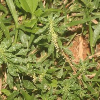 Amaranthus graecizans subsp. thellungianus (Nevski) Gusev